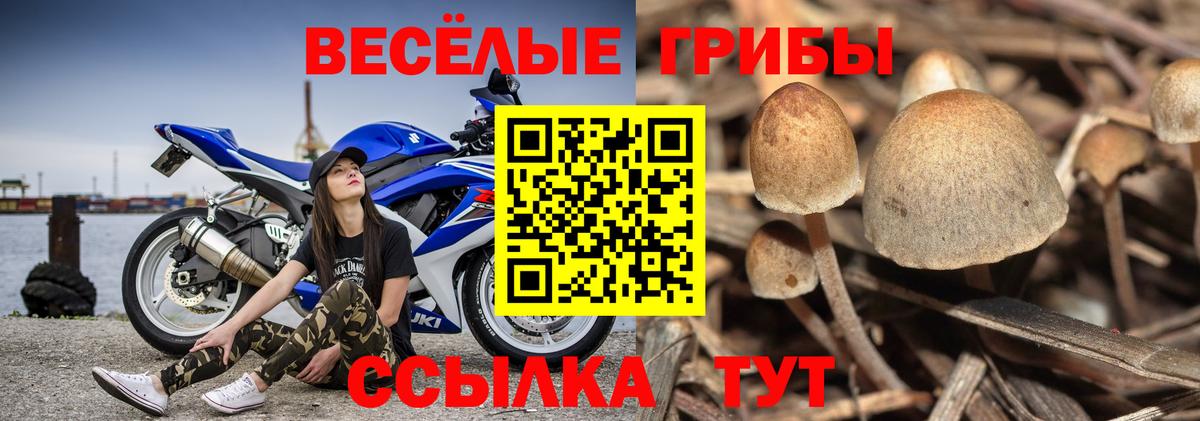 сколько стоит  Вход с VPN  Галлюциногенные грибы GOLDEN TEACHER  Керчь  Галлюциногенные грибы Psilocybe 